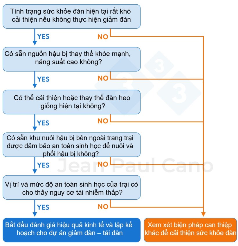 Hình 1. Sơ đồ quyết định để đánh giá tính khả thi của việc thực hiện dự án giảm đàn – tái đàn. Liệu việc giảm đàn – tái đàn có phải là lựa chọn phù hợp cho trang trại?